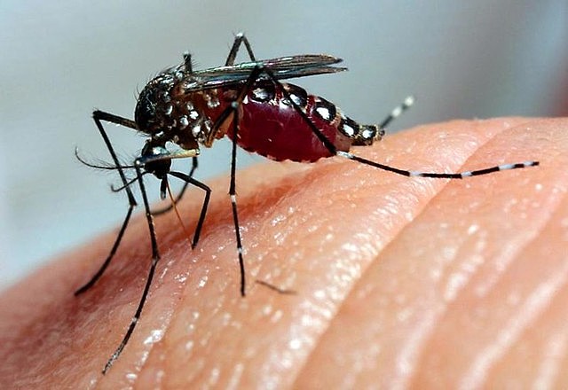 ​REGIÃO: CENTRO-OESTE PAULISTA REGISTRA 11 MORTES POR DENGUE